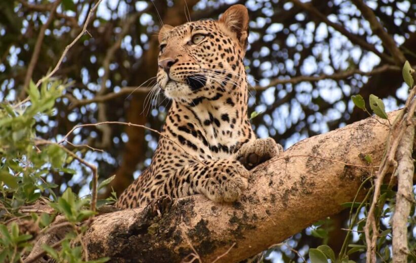 3 Days 2 Nights | Queen Elizabeth National Park