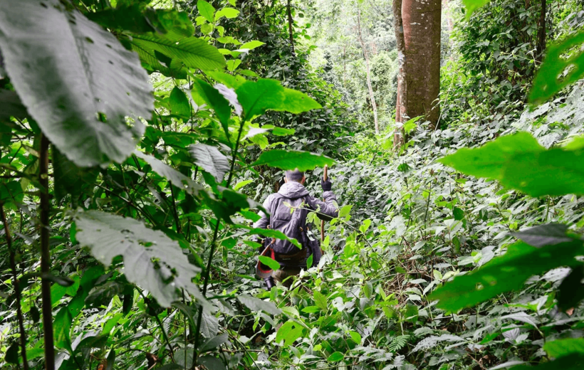 3 Days 2 Nights Mountain Gorilla Trekking Experience