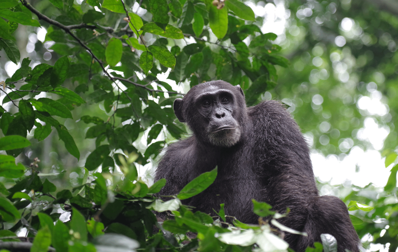 4 Days 3 Nights | Queen Elizabeth National Park & Chimpanzee Trekking