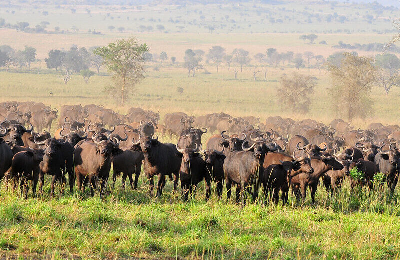 4 Days 3 Nights | Kidepo Valley National Park