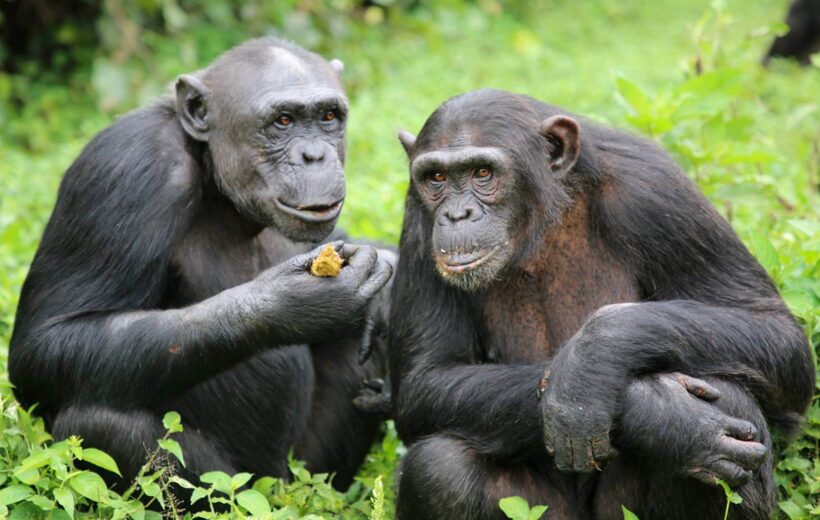 1 Day Ngamba Chimpanzee Sanctuary