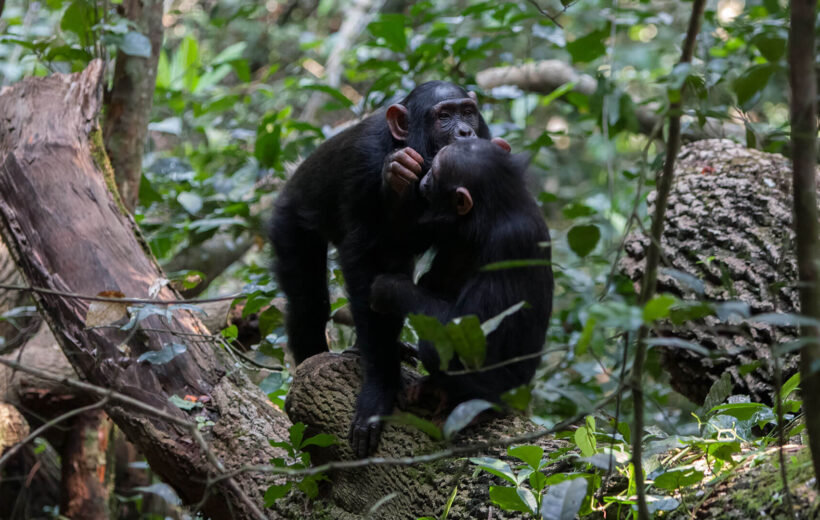 Honeymoon with Chimpanzees