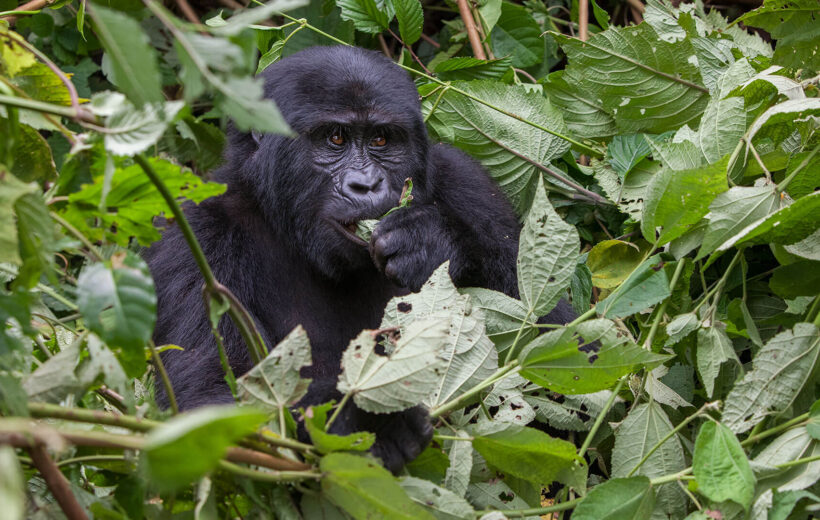 Honeymoon with Gorillas