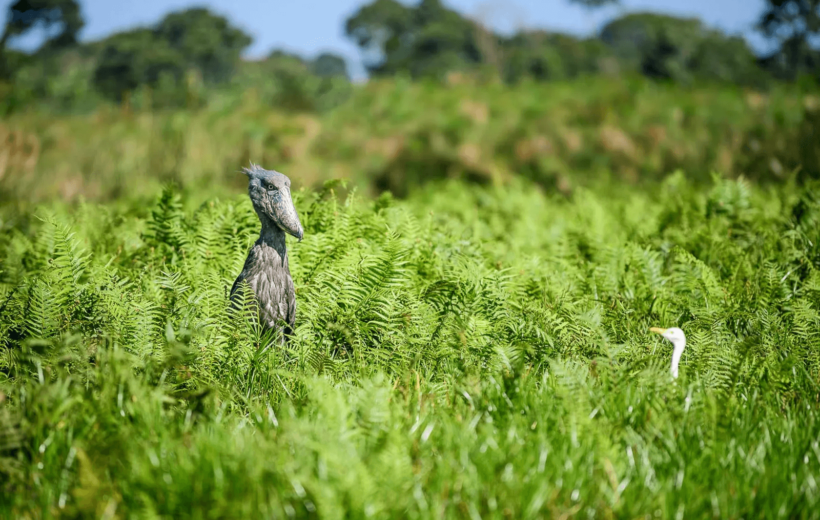 1 Day Shoebill Birding Tour