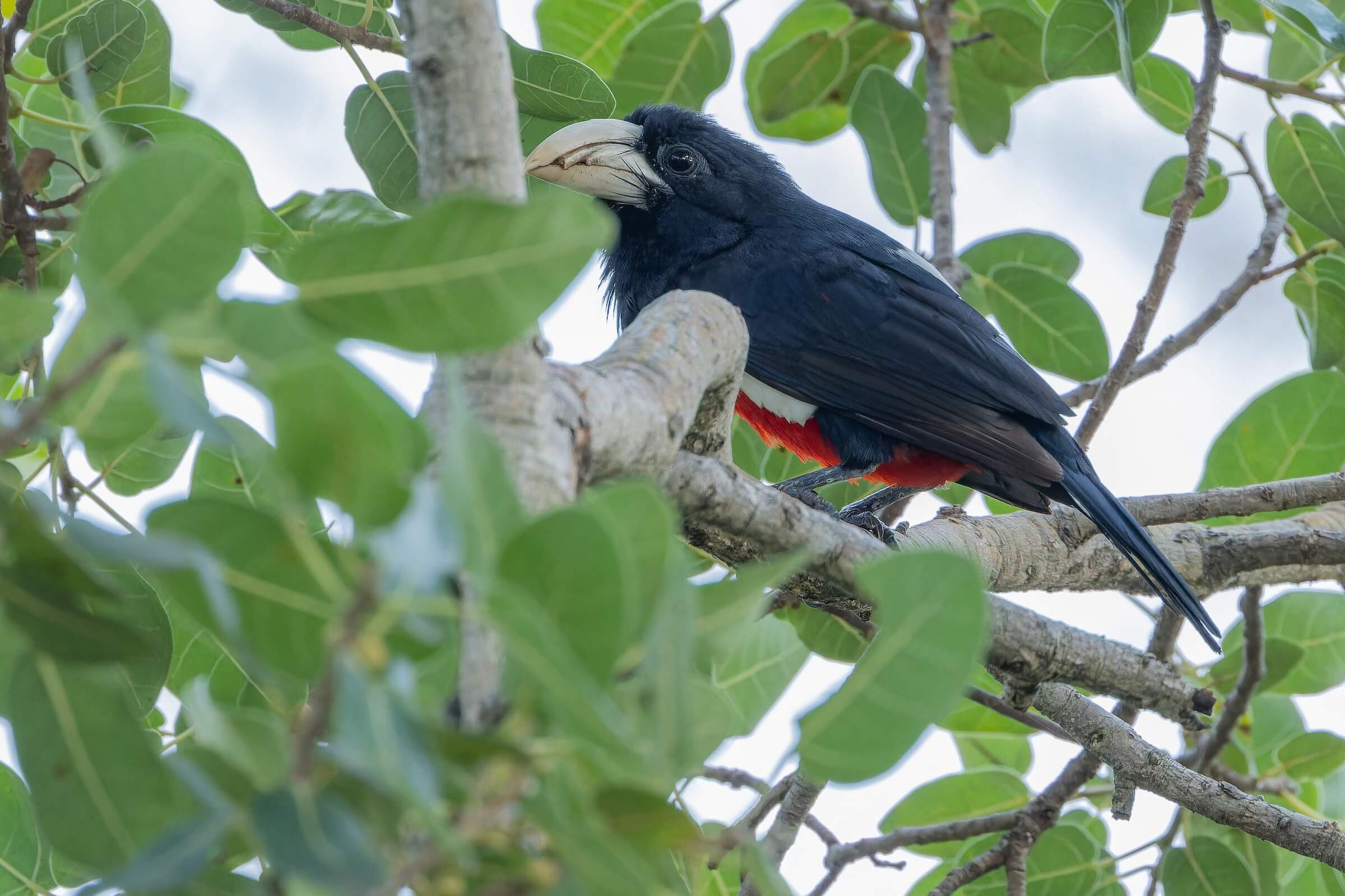 Black-breasted Barbet