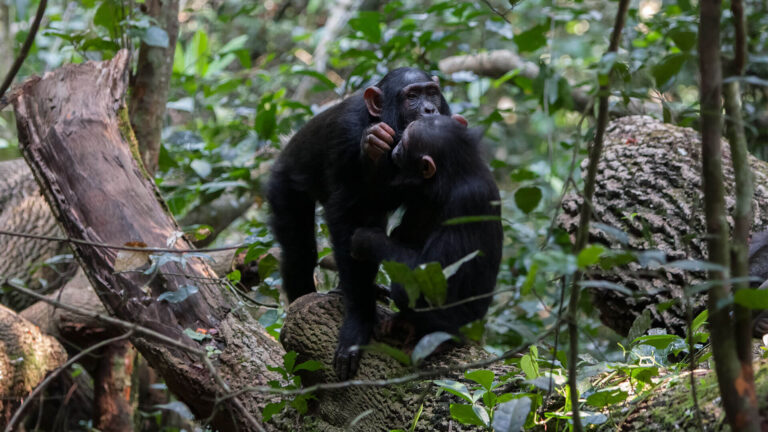 Chimpanzees Kibale Forest