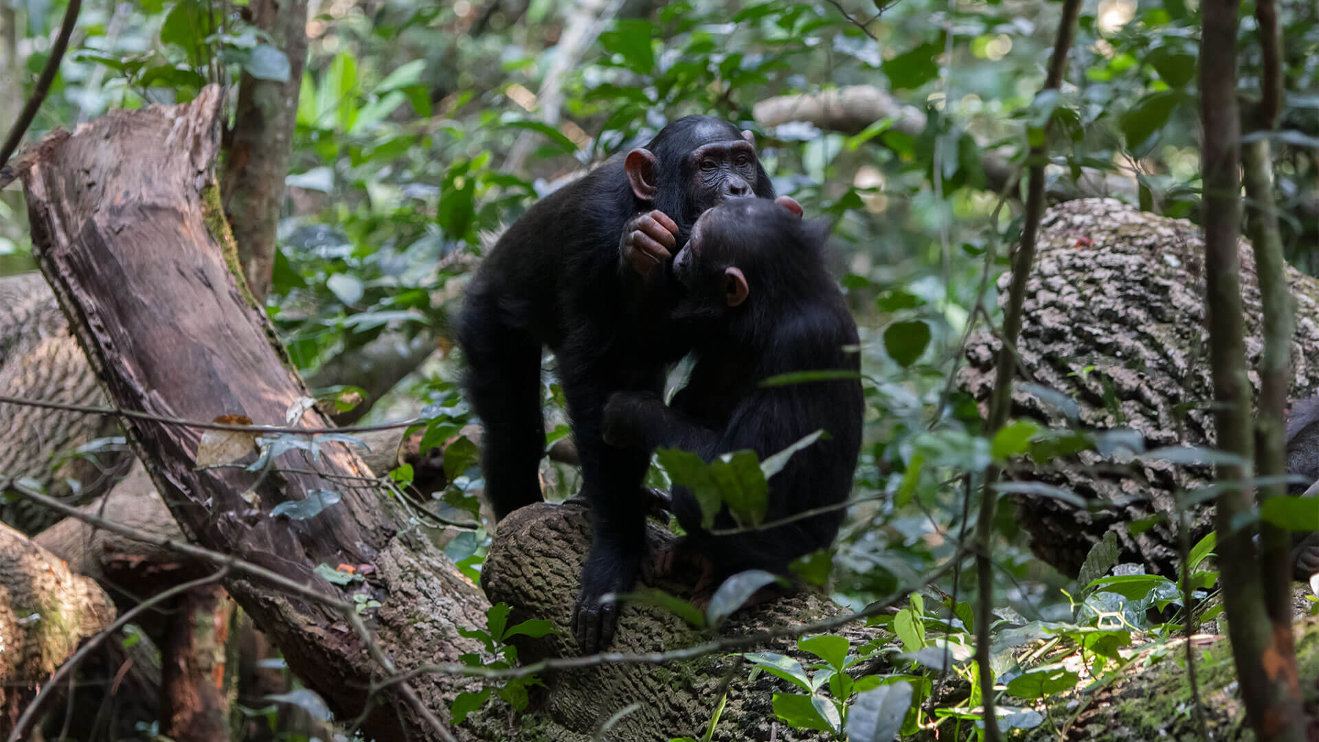 Chimpanzees Kibale Forest