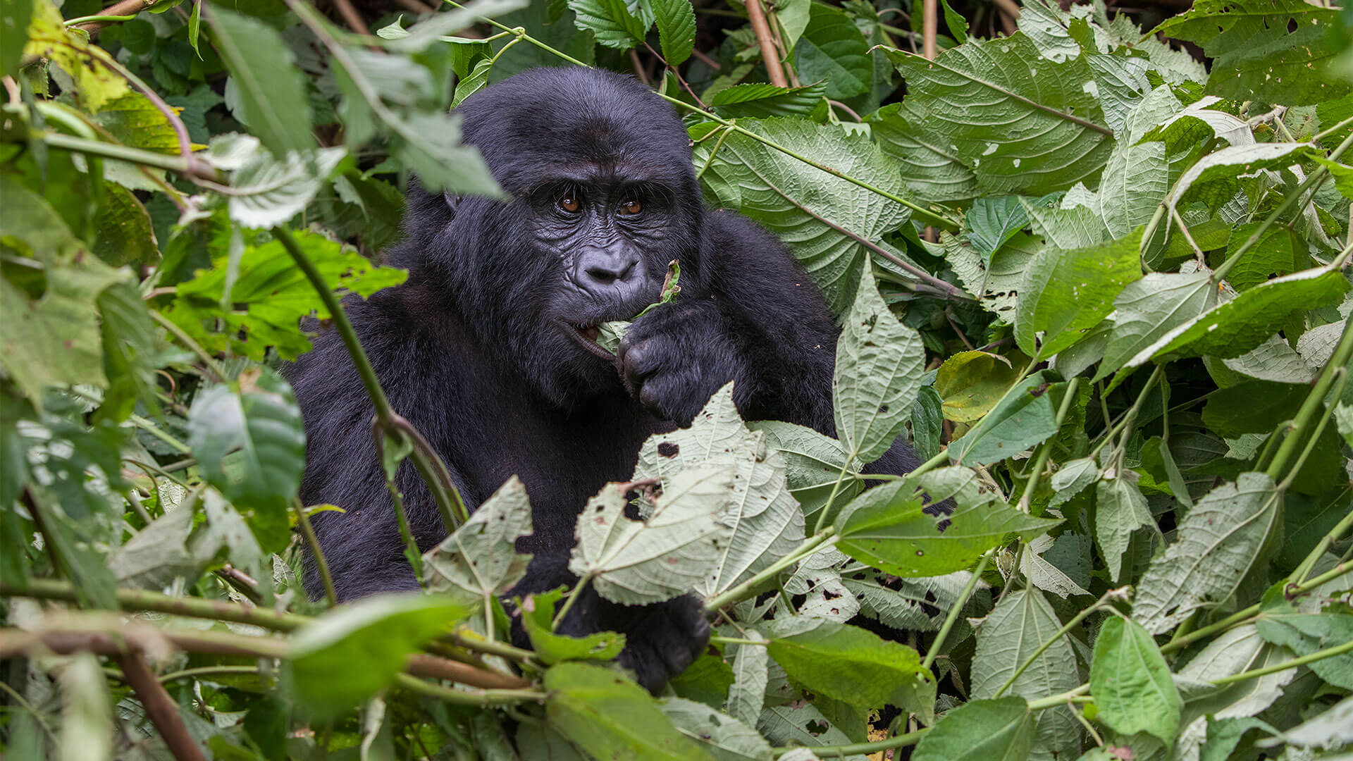 Gorilla Tracking Bwindi National Park