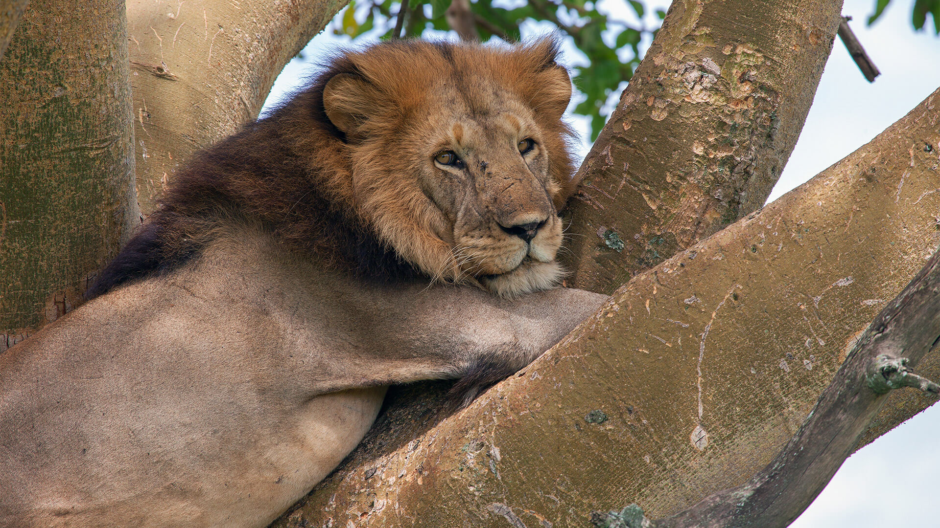 Tree Climbing Lion Ishasha