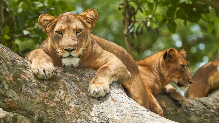 Tree Climbing Lions Queen Elizabeth