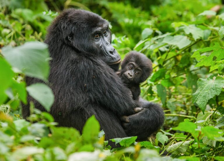 Uganda Baby Gorilla and Mother