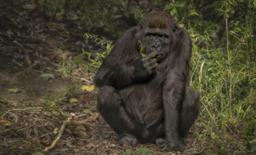 Double Primates Trekking Experience