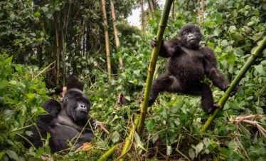 Bwindi Gorilla Trekking Experience