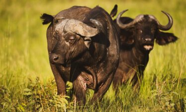 Queen Elizabeth National Park Tour