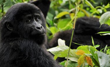 Bwindi Impenetrable National Park and Lake Bunyonyi Tour Through Rwanda