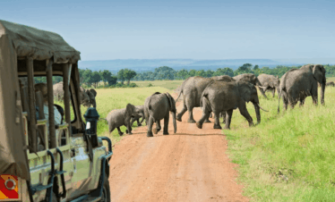 The Great Safari Experience