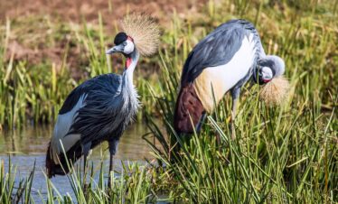 Uganda Birding Experience